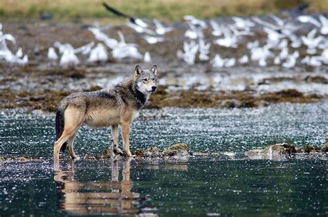 The Amazing Sea Wolves Of The Great Bear Rainforest Canadian Geographic