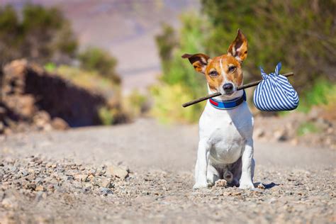 Jack Russell Terrier Dog Wallpapers Wallpaper Cave