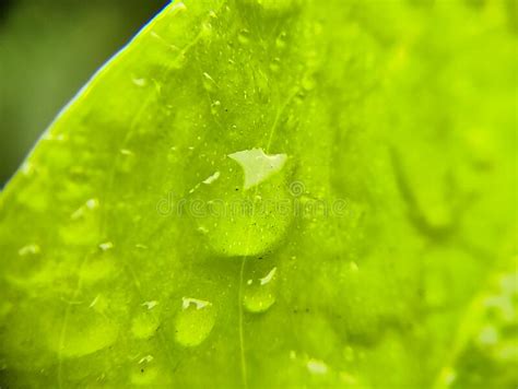 Macro Shot Of Water Droplets On A Green Leaf Stock Image Image Of