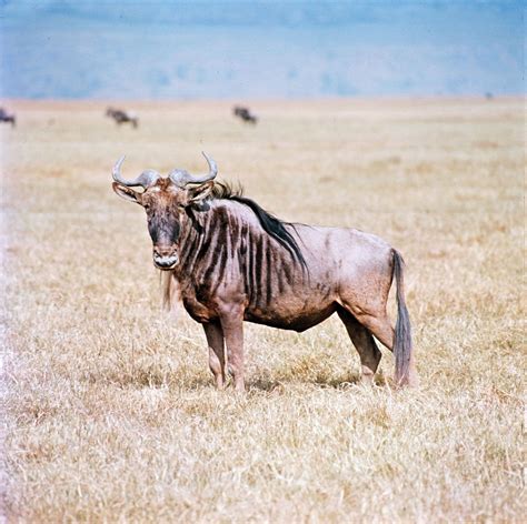 Gnu African Antelope Horned Mammal And Conservation Status Britannica