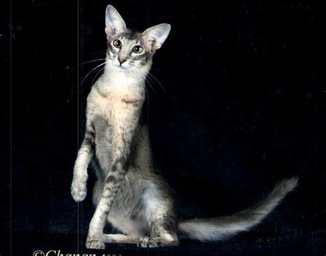 Oriental Longhair Cat Cats Feline Oriental