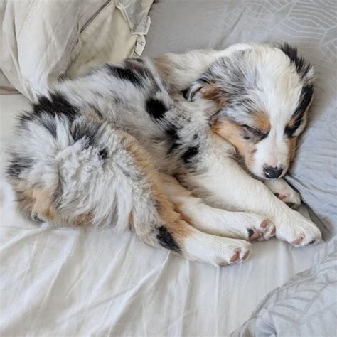 Pinterest Sarjukoiralaaa ༄ Aussie Puppies Cute Baby Dogs Puppies