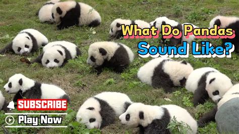What Do Pandas Sound Like Ipanda Youtube