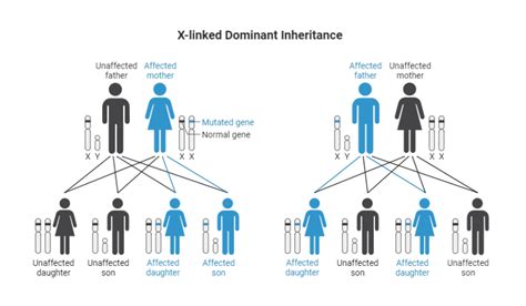 X Linked Dominant Inheritance Biorender Science Templates