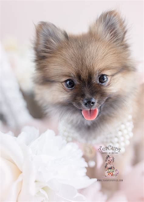 Teacups Puppies Cute Pomeranians Available Teacup Puppies And Boutique