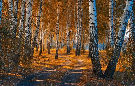 Wallpaper Road Autumn Forest Leaves Landscape Nature Beauty