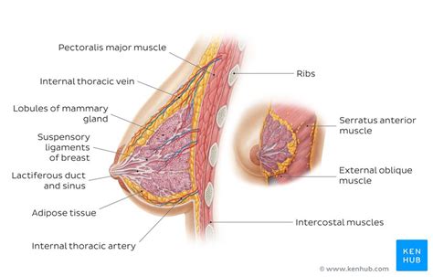 Hormonal regulation effect on breasts. Breast cancer: Clinical case, prophylaxis and diagnosis ...