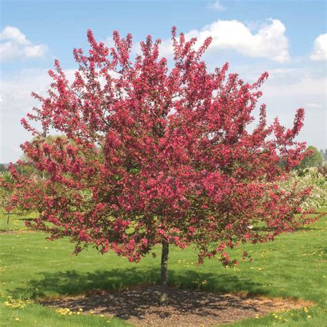 We did not find results for: Spring Hill Nurseries Prarie Fire Crabapple (Malus) Live ...