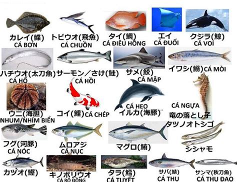 Tổng hợp 50 từ vựng tiếng Nhật về các loại cá và hải sản