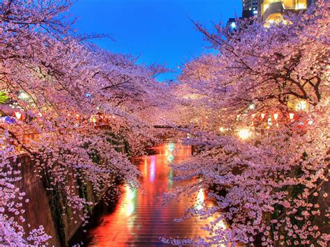 Free Download Hd Wallpaper Sakura Trees O Hanami Blossom Japan