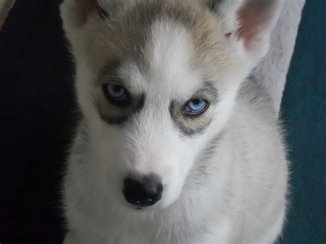 Coonhound & coon dog hunting events. Pomsky Puppies For Sale Images : Biological Science ...