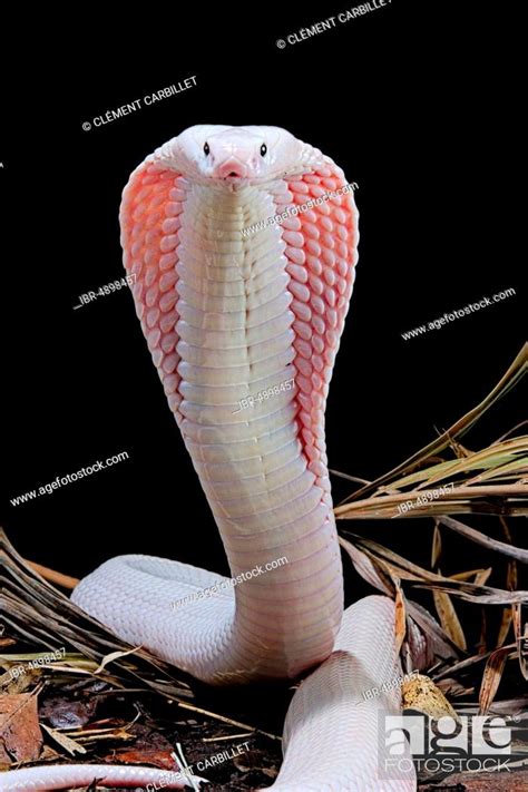 Leucistic Monocled Cobra Naja Kaouthia Captive Asia Stock Photo