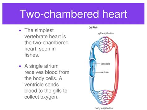 Nov 04, 2019 · the majority of modern fish belong to this group. PPT - Circulatory system PowerPoint Presentation, free ...