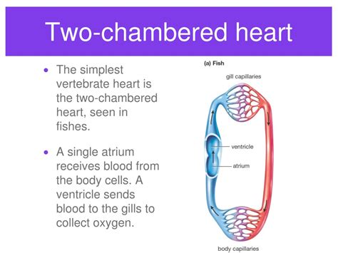 Sexual (mostly external) nervous system: PPT - Circulatory system PowerPoint Presentation, free ...