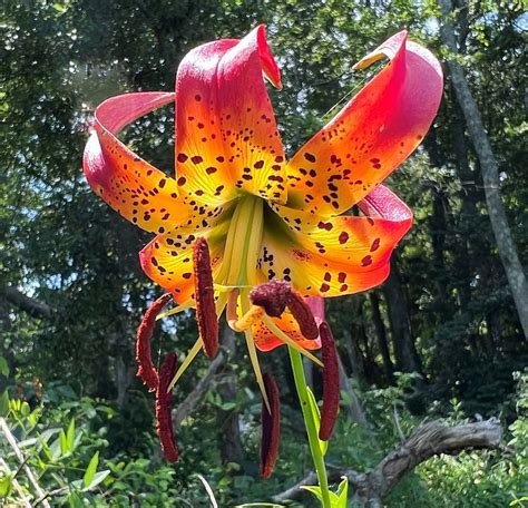 Turk S Cap Lily Stuns In Summer Virginia Native Plant Society