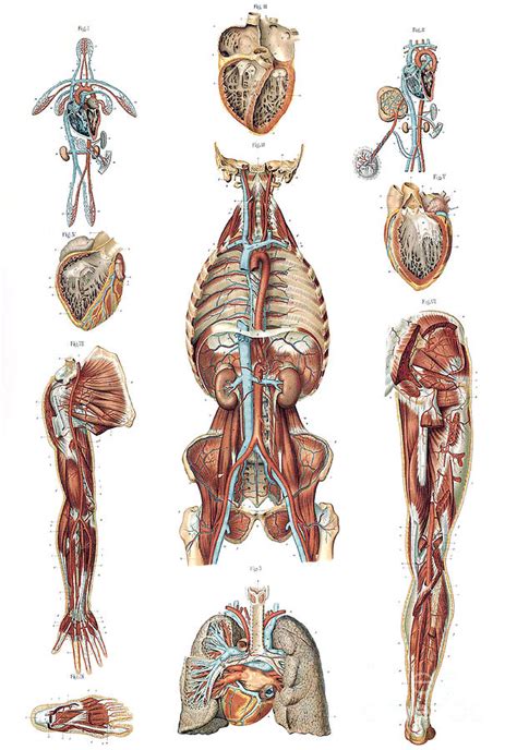 Anatomie Du Corps Humain Laskowski Photograph By Science Source My