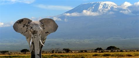 Luxury Air Safari Kenya Adventure Package Africa Endeavours