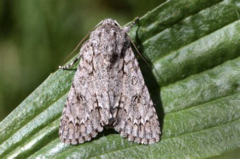 Well, learn how to follow.. Acronicta aceris - Ahorn-Rindeneule - The Sycamore ...