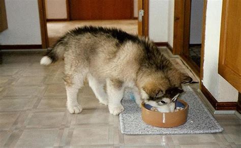 See more ideas about dog food recipes, homemade dog food, food animals. Husky Feeding Guide - Best Dog Food For Husky Dogs - Petmoo