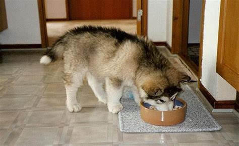 As an owner, it is up to you to do your research about large breed nutrition and determine which food is the best for your dog. Husky Feeding Guide - Best Dog Food For Husky Dogs - Petmoo