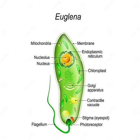 Anatomy Of Euglena Stock Vector Illustration Of Microscopy 151814160