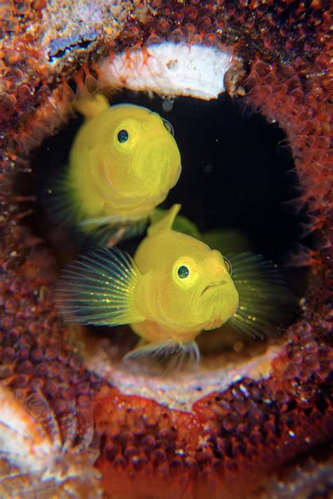 Yellow Pygmy Gobies With Eggs Photograph By Scubazooscience Photo