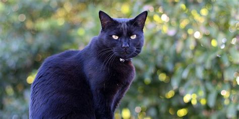 Is Black Panther Really Responsible For Increased Black Cat Adoptions