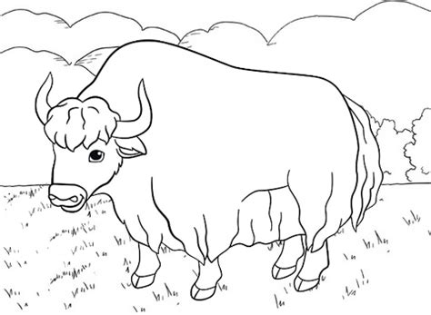 Download the himalayan yak coloring page