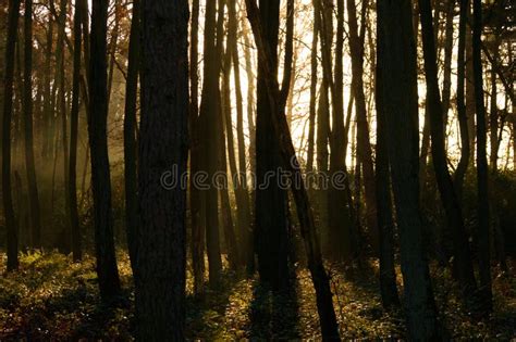 Sunlight Peeking Through Tall Trees In Forest Stock Photo Image Of