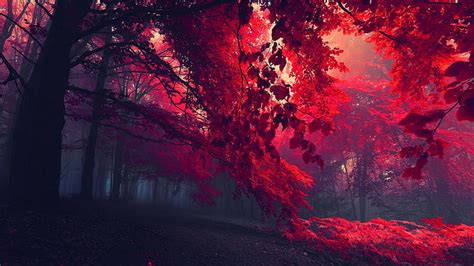 Hd Wallpaper Dark Leaves Mist Red Leaves Trees Forest Landscape