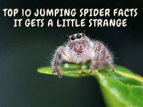 Top 10 Jumping Spider Facts It Gets A Little Strange