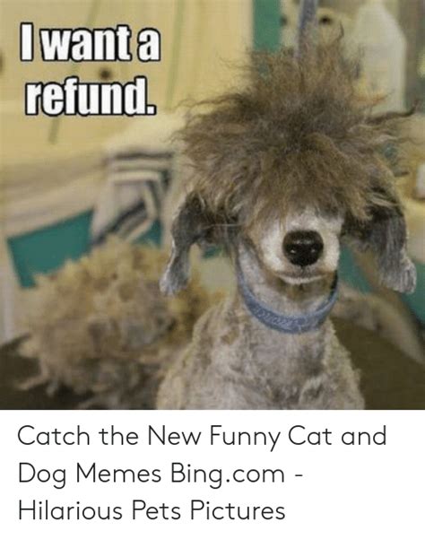 Refund Catch The New Funny Cat And Dog Memes Bingcom Hilarious Pets