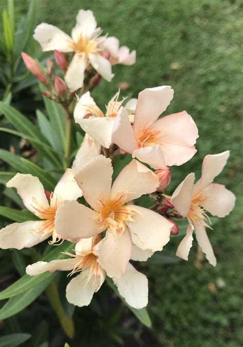 Nerium Oleander ó Adelfa 🌸 Hermosas Adelfas Color Salmón 🌸