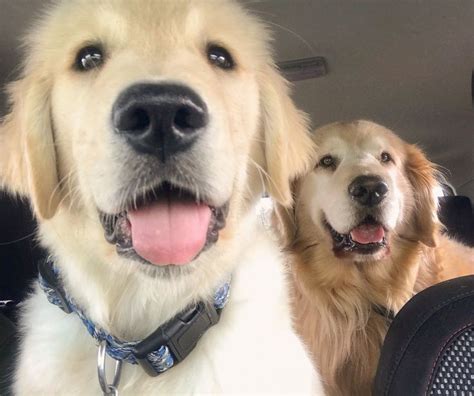 Can You Tell These Two Golden Retrievers Are Father And Son Follow