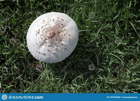 Mushrooms White Growing With Copy Space On Green Grasses Background