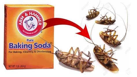 Kill Cockroaches Baking Soda Pest Phobia