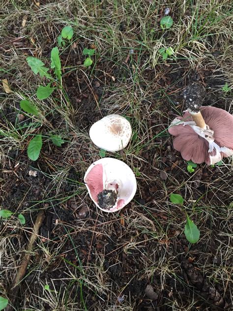 Are These Pine Mushrooms Michigan Sportsman Online