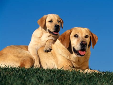 Yellow Labradors Wallpapers Hd Wallpapers Id 1521