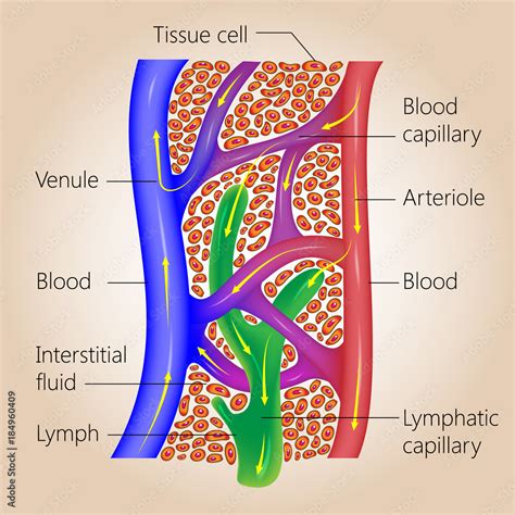 The Lymph System Relationship Of Lymphatic Capillaries To Tissue Cells