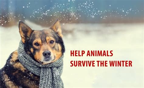 The best ways to help animals survive the winter - Opptrends 2022