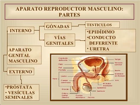 Get Mapa Conceptual Del Aparato Reproductor Femenino Pictures Coursera