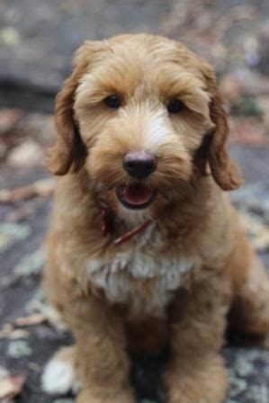 Labradoodles will be excitable and energetic from the first day you bring them home. Sands Jersey Caramel Labradoodle Puppy www.sands ...
