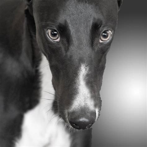 Black And White Greyhound Portrait Stock Photos Pictures And Royalty