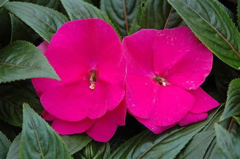 New guinea impatiens is a popular houseplant that will bloom all winter long if its needs are met. Celebrette Grape Crush New Guinea Impatiens (Impatiens ...