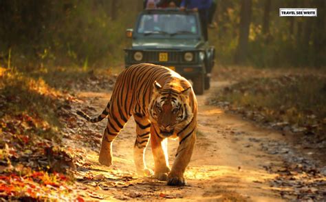 Best Jungle Safari In India On A Tiger Trail In Madhya Pradesh