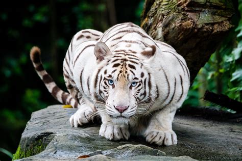 White Tiger Crouching And Ready To Leap Dave Wong Flickr