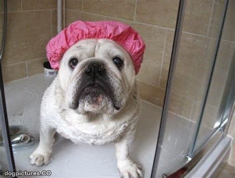 Dog Bathtime ~ Funny Joke Pictures