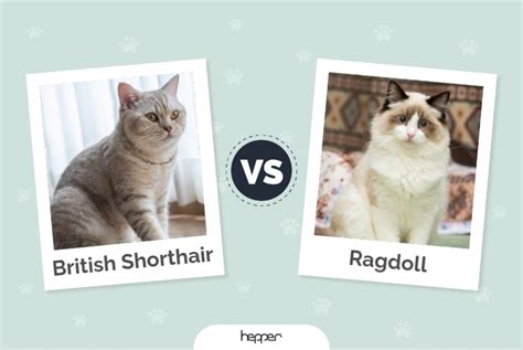 British Shorthair Vs Ragdoll Cats The Differences With Pictures Hepper