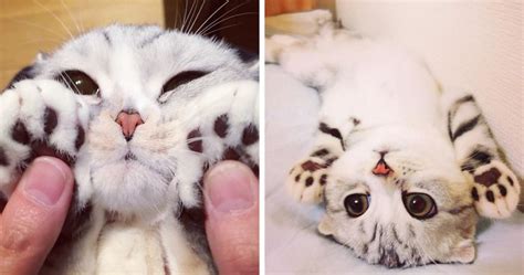 Meet Hana A Japanese Kitty With Incredibly Big Eyes Who Is Taking