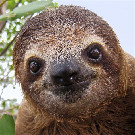 Tropical Rainforest Sloth